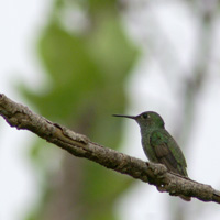 Colibri rubis-émeraude